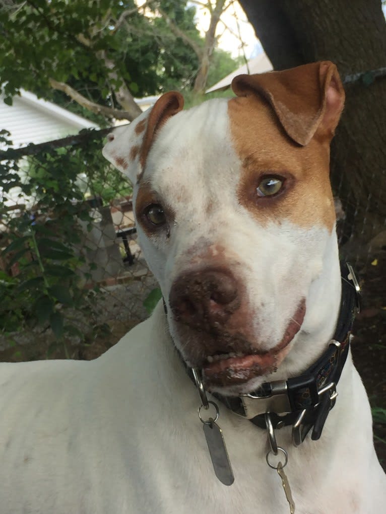 Freckles, an American Pit Bull Terrier and Chow Chow mix tested with EmbarkVet.com