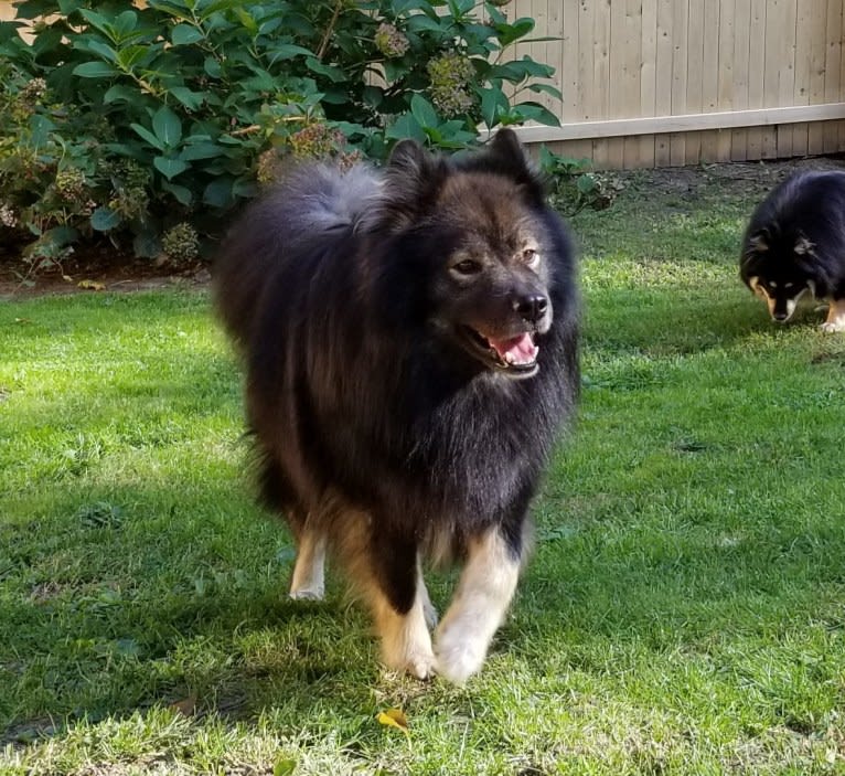 Sugarok Bacchus, a Finnish Lapphund tested with EmbarkVet.com