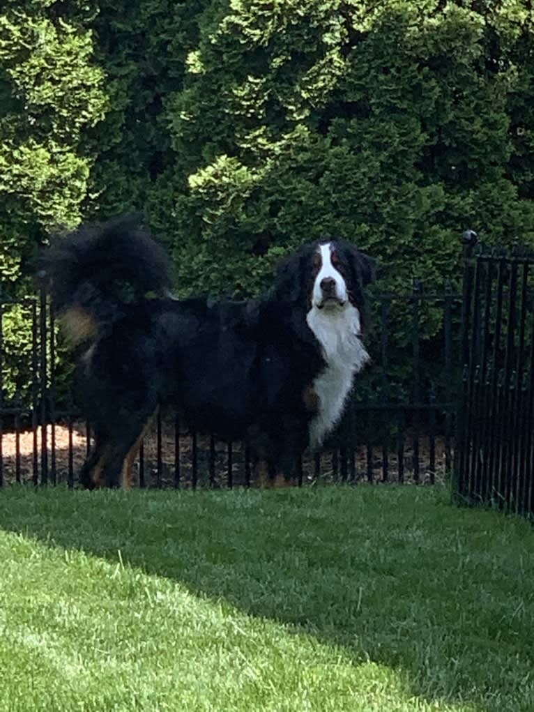 Orbit, a Bernese Mountain Dog tested with EmbarkVet.com