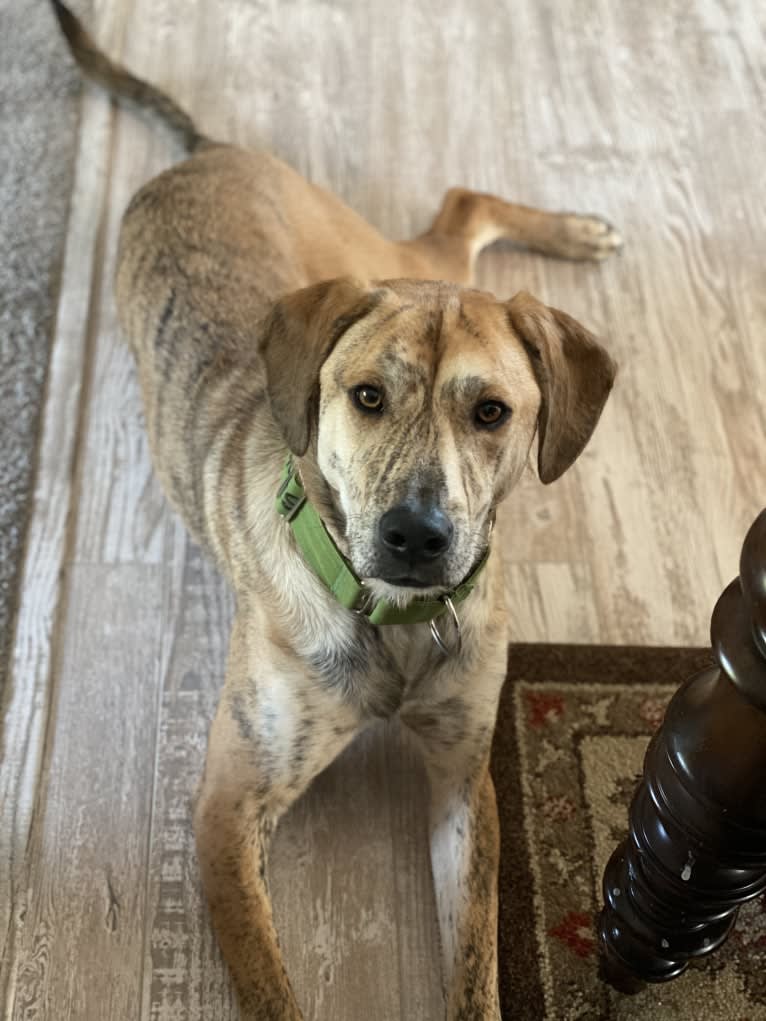 Simba, a Catahoula Leopard Dog and Chow Chow mix tested with EmbarkVet.com