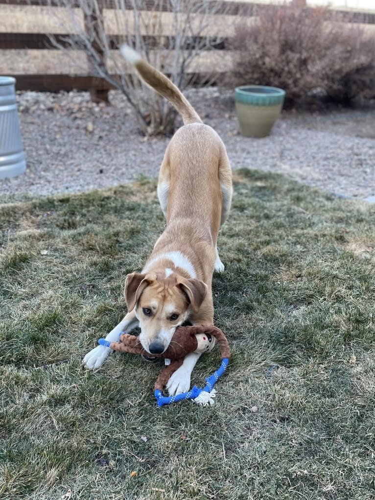 Bear, a Great Pyrenees and Australian Cattle Dog mix tested with EmbarkVet.com