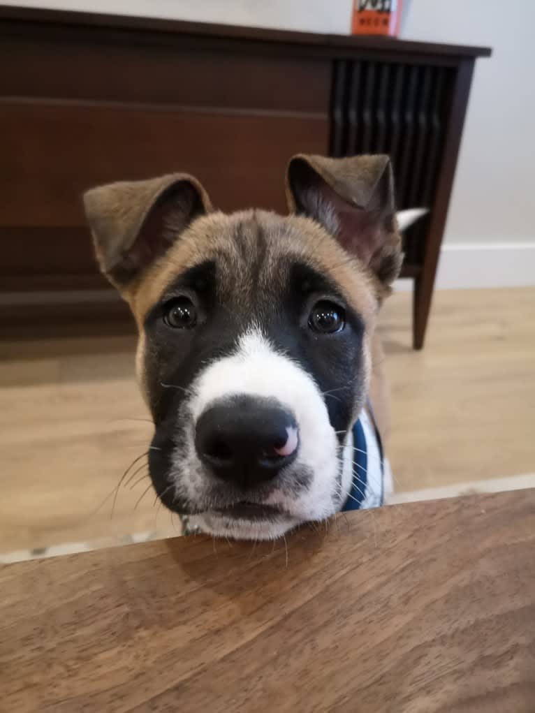Winston Park, an Akita and American Pit Bull Terrier mix tested with EmbarkVet.com