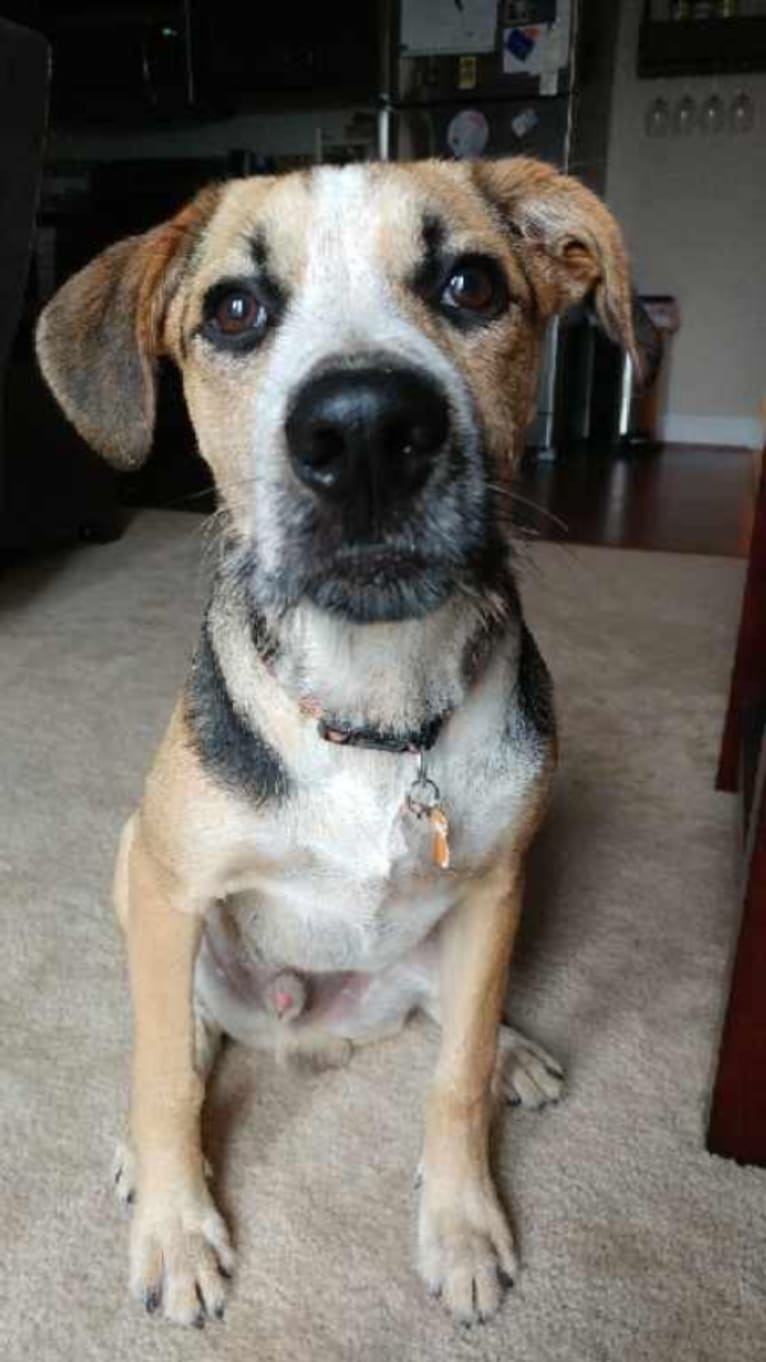 Dobbs, an Australian Cattle Dog and Staffordshire Terrier mix tested with EmbarkVet.com
