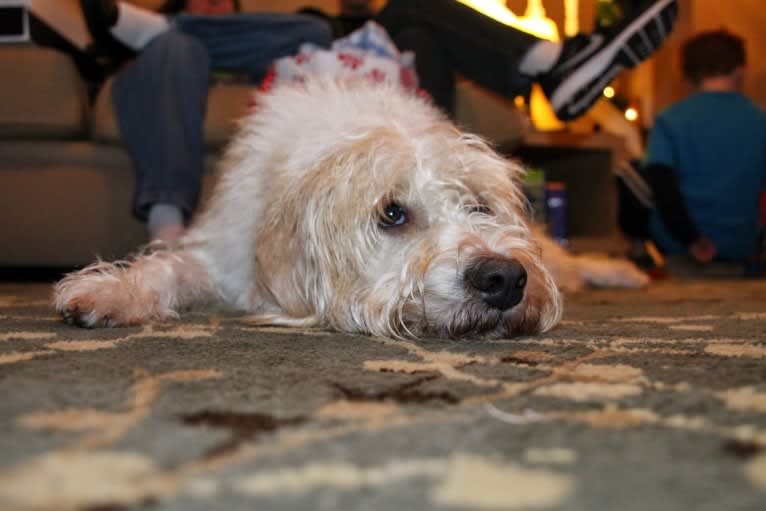 Cam, a Miniature Schnauzer and Cocker Spaniel mix tested with EmbarkVet.com