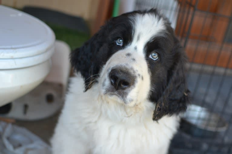 Avinoam, a Pyrenean Mastiff tested with EmbarkVet.com