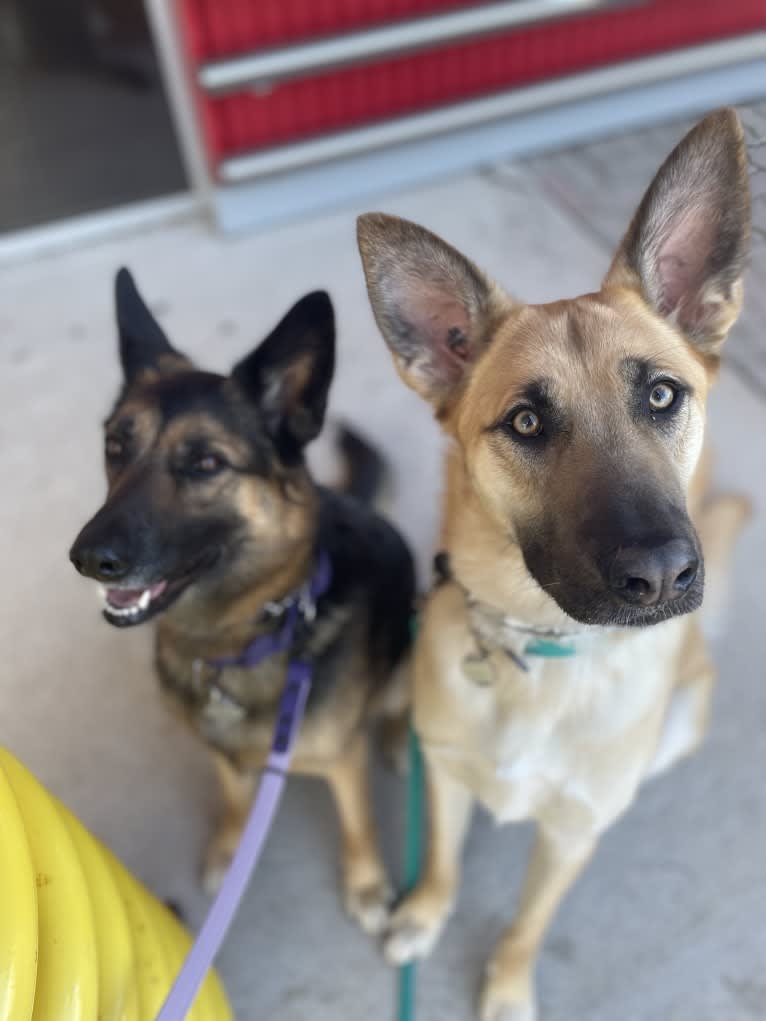 Enzo, a Siberian Husky and German Shepherd Dog mix tested with EmbarkVet.com