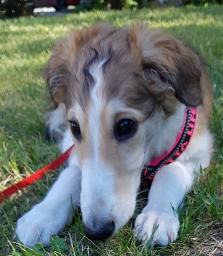 Carla, a Borzoi tested with EmbarkVet.com