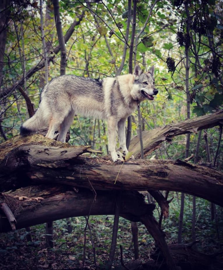 Yuriko, a Czechoslovakian Vlcak tested with EmbarkVet.com