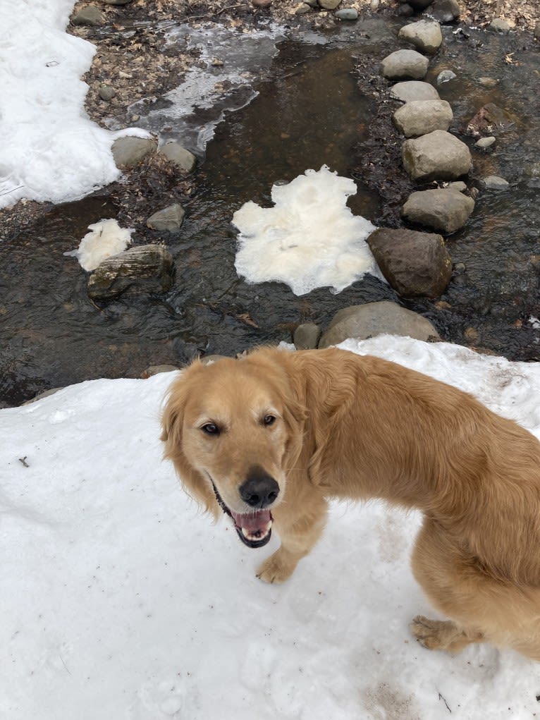 Timber “Gross Manor’s I’ll Be The One You Won’t Forget”, a Golden Retriever tested with EmbarkVet.com