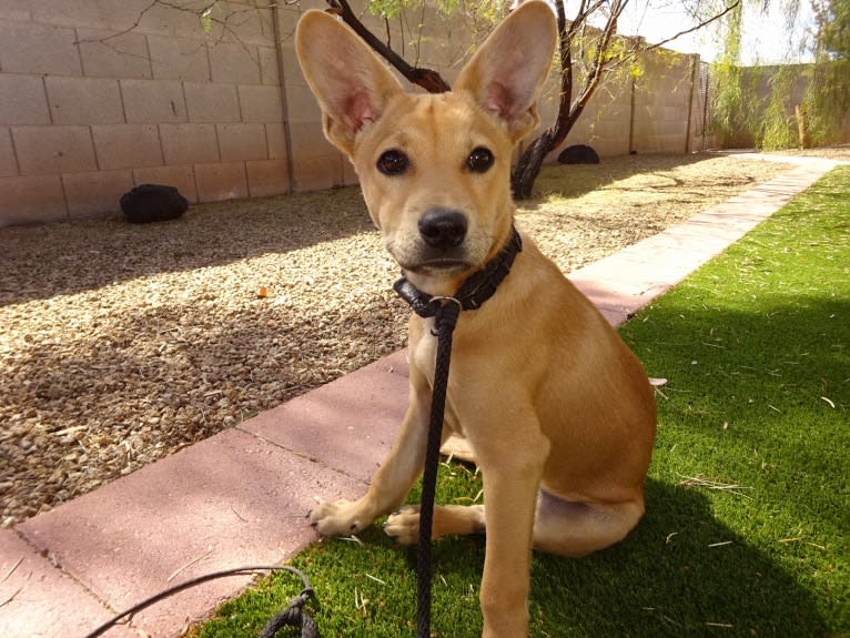 Bean, a Chow Chow and Chihuahua mix tested with EmbarkVet.com