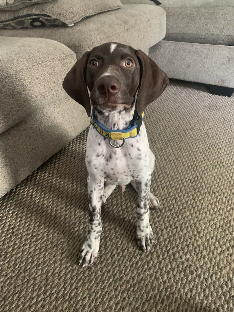 Jack, a German Shorthaired Pointer tested with EmbarkVet.com