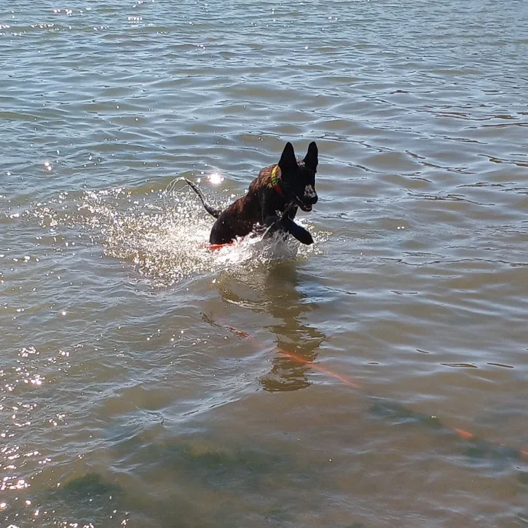 Static, a Dutch Shepherd tested with EmbarkVet.com