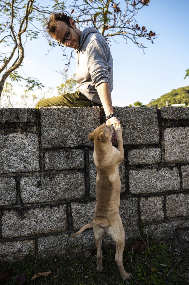 Delilah Pei, a Hong Kong Village Dog tested with EmbarkVet.com