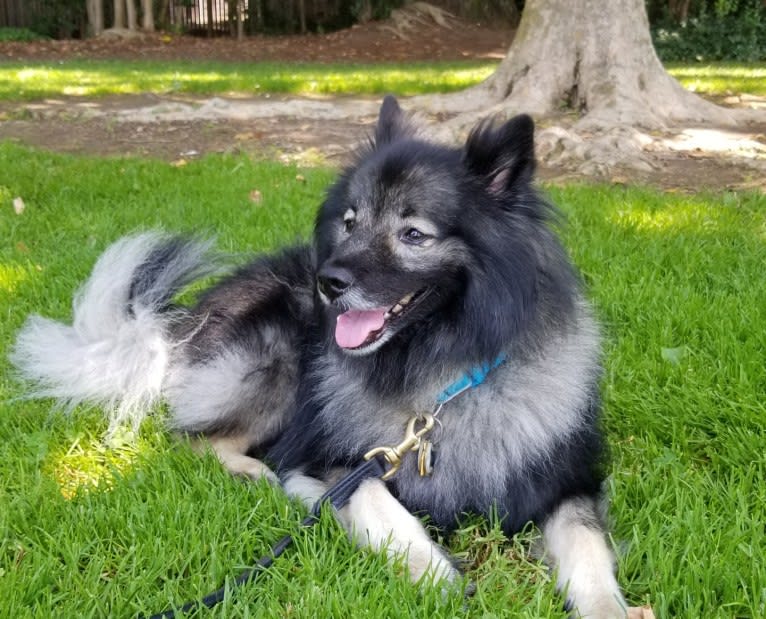 Scruffy, a Keeshond tested with EmbarkVet.com