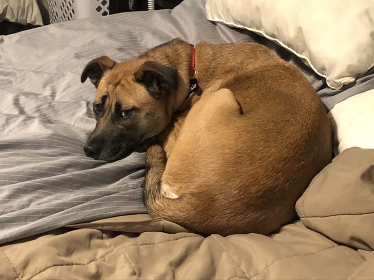 Susie, a Labrador Retriever and Chihuahua mix tested with EmbarkVet.com