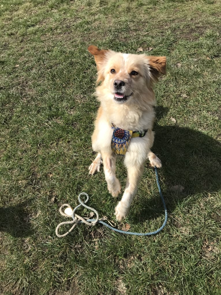 Goldie, an European Village Dog tested with EmbarkVet.com