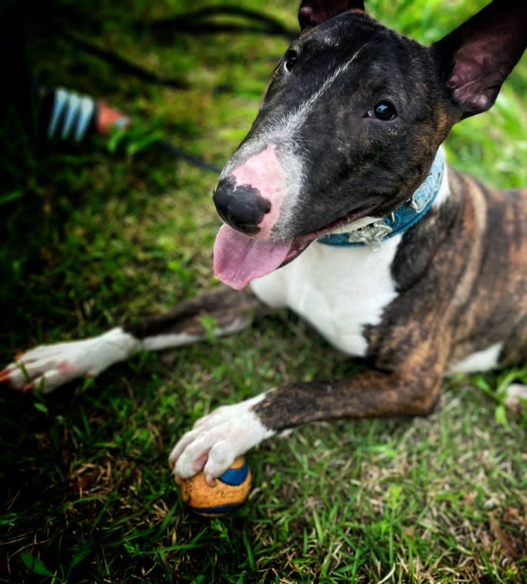 Dippy, a Bull Terrier tested with EmbarkVet.com