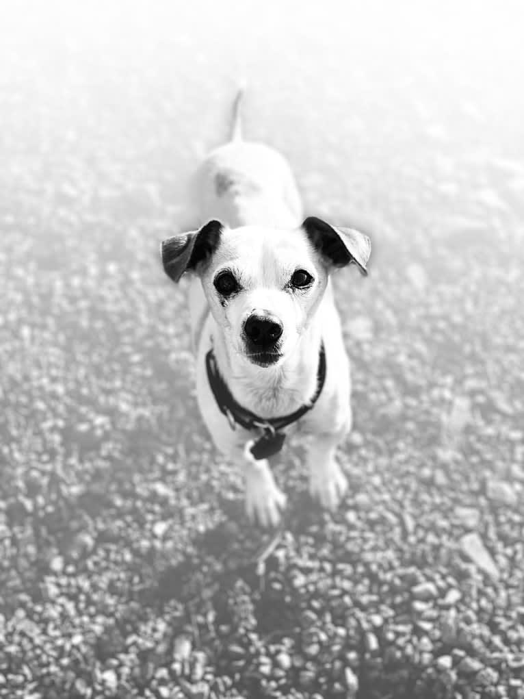 Photo of Cosmo, a Chihuahua and Miniature Pinscher mix in Spokane, Washington, USA