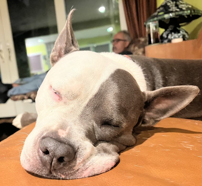 Ollie, an American Bully tested with EmbarkVet.com