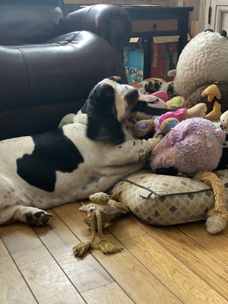 Harper, a Basset Hound tested with EmbarkVet.com