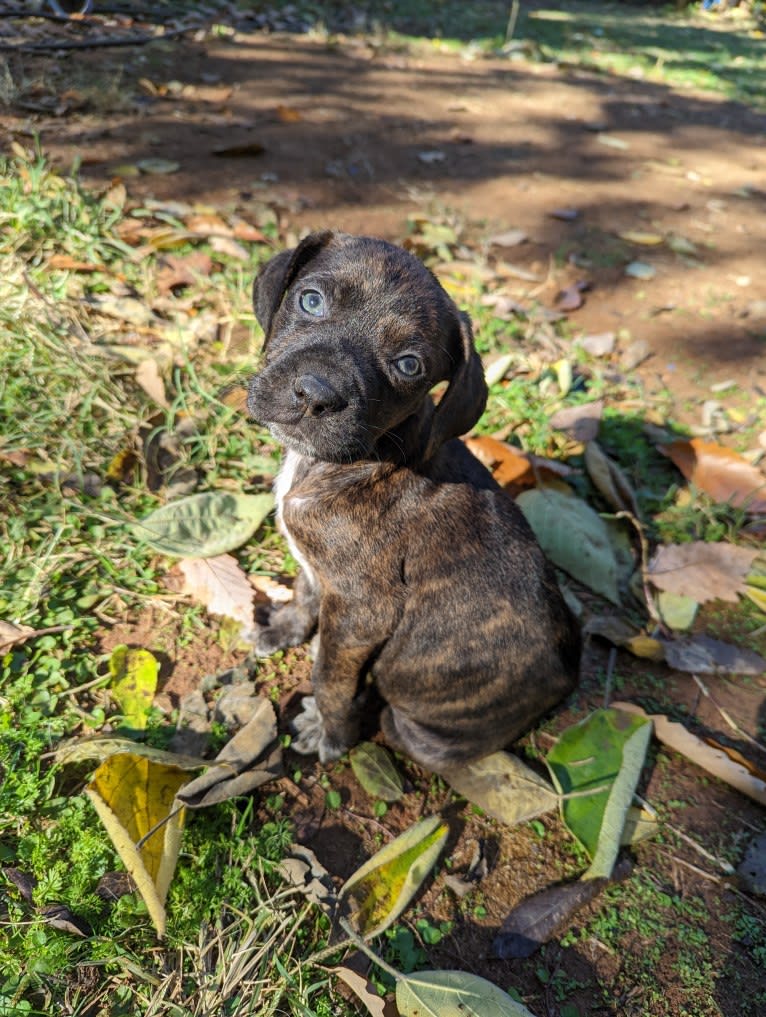 Himbo Homunculus, a Bluetick Coonhound and American Bulldog mix tested with EmbarkVet.com