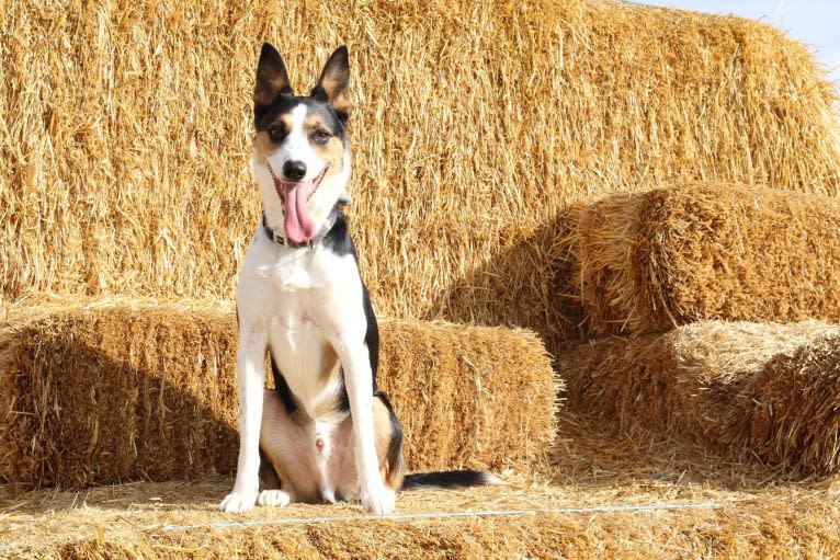 Tasmanian Tex, an Australian Cattle Dog and Border Collie mix tested with EmbarkVet.com