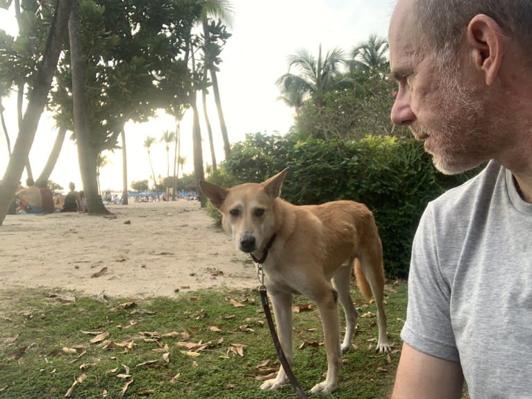 Becky, a Southeast Asian Village Dog tested with EmbarkVet.com