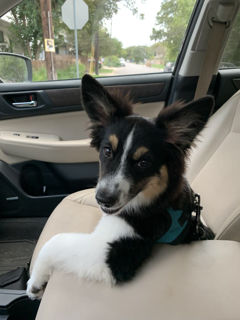 Tim, an Australian Shepherd tested with EmbarkVet.com