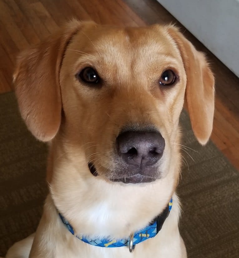 Neddy, a Miniature Schnauzer and Labrador Retriever mix tested with EmbarkVet.com