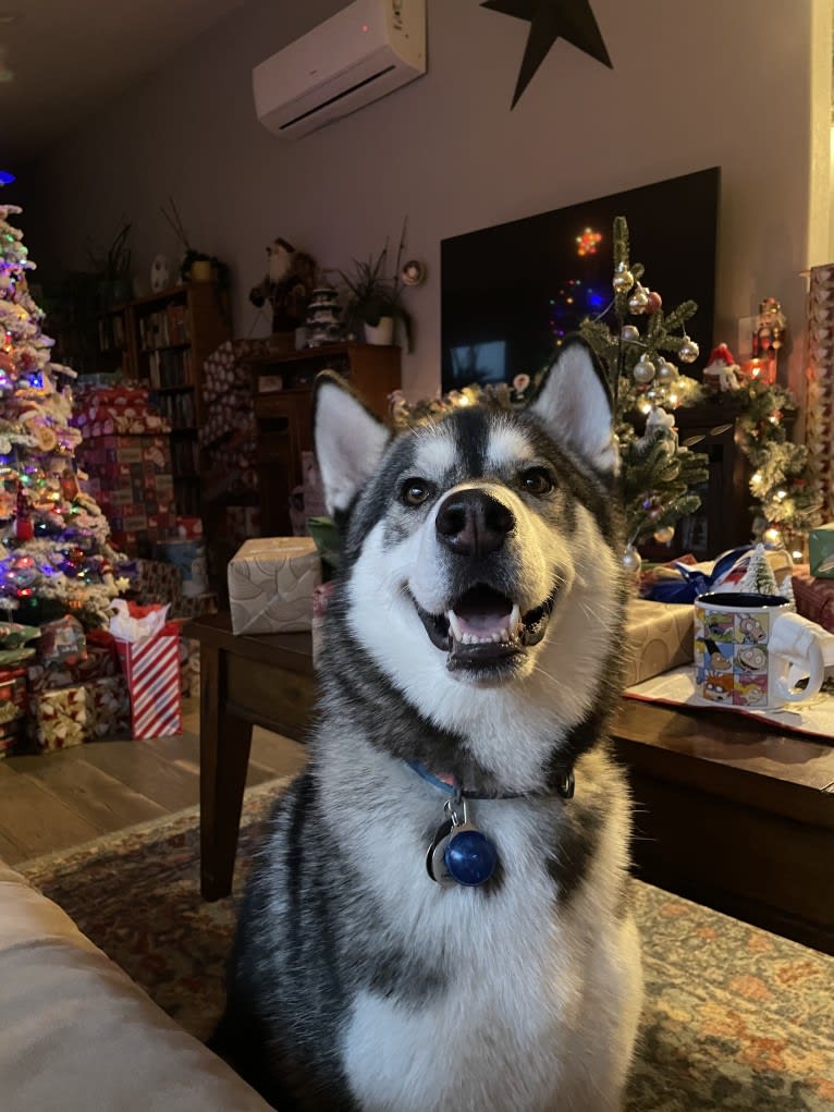 Reggie, a Siberian Husky and Alaskan Malamute mix tested with EmbarkVet.com