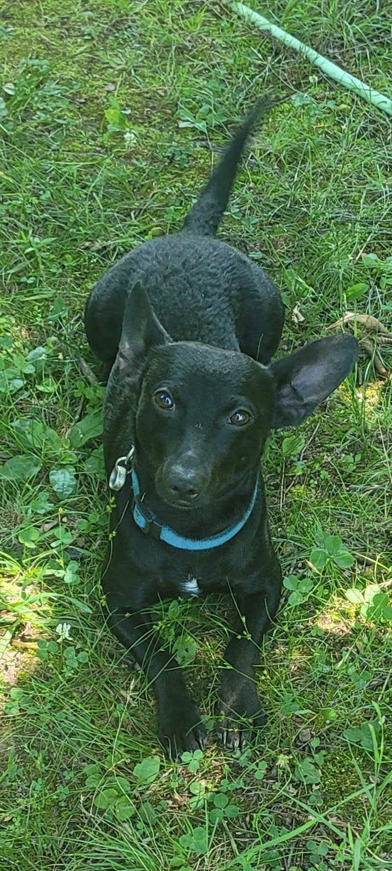 HAPPY Dash Ah Ha Ha, a Dachshund and Chihuahua mix tested with EmbarkVet.com