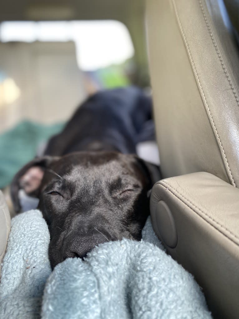 Zeuss, an American Pit Bull Terrier and Boxer mix tested with EmbarkVet.com