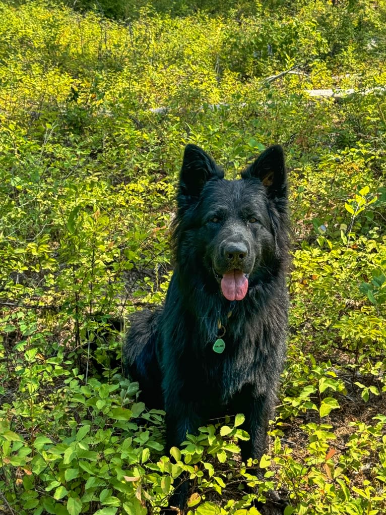 Valor Vom Hof Grebe, a German Shepherd Dog tested with EmbarkVet.com