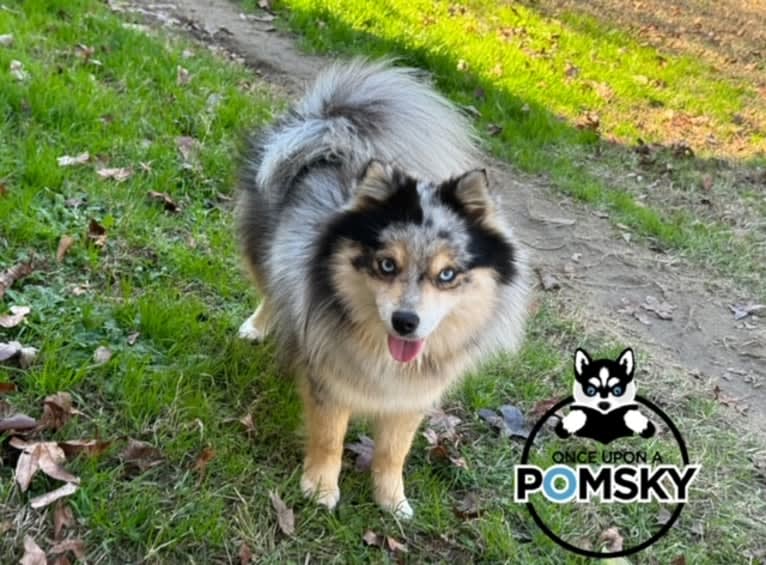Once Upon a Minnie, a Pomsky tested with EmbarkVet.com