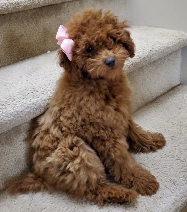 Dorothy "Dot", a Poodle (Small) tested with EmbarkVet.com