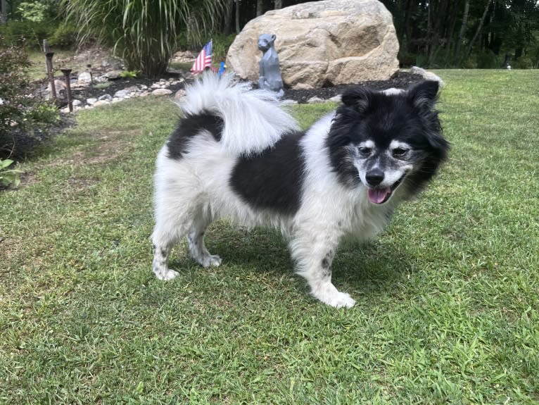 Piper, an American Eskimo Dog and Pomeranian mix tested with EmbarkVet.com