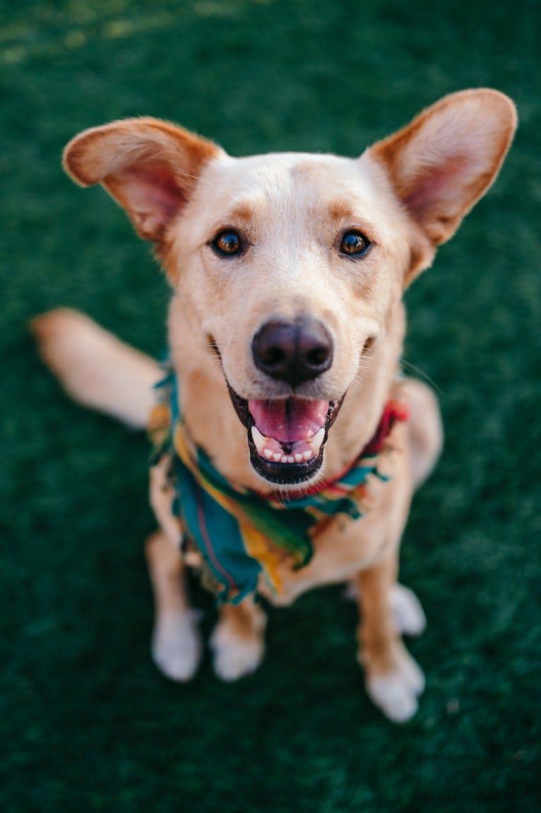 Bentley, a Labrador Retriever and American Pit Bull Terrier mix tested with EmbarkVet.com