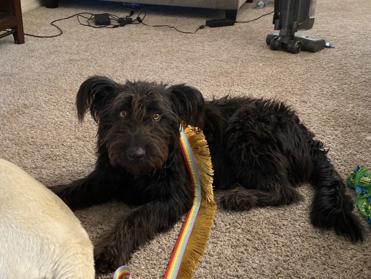 Taco, an Australian Cattle Dog and Labrador Retriever mix tested with EmbarkVet.com