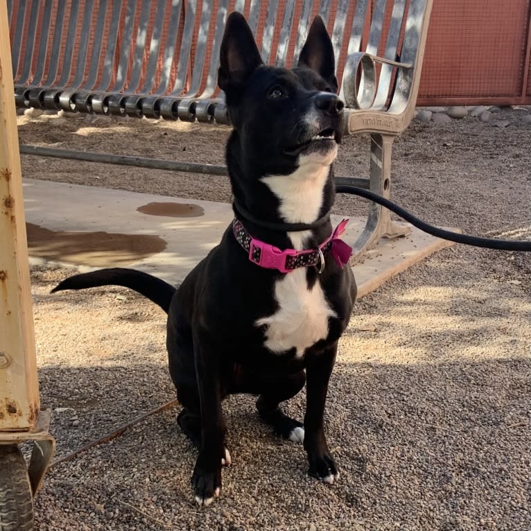 Ceci, an American Pit Bull Terrier and Australian Cattle Dog mix tested with EmbarkVet.com