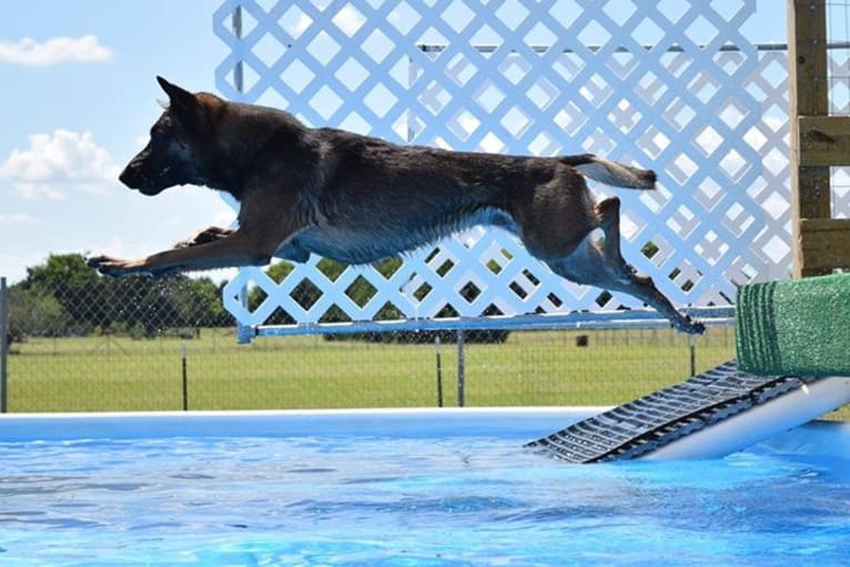 Magnum, a Belgian Shepherd tested with EmbarkVet.com