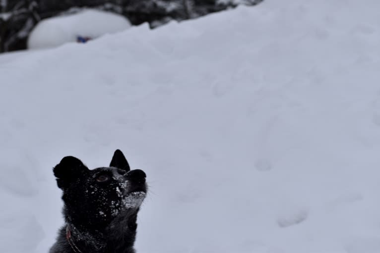 Mist, an Australian Cattle Dog and Australian Shepherd mix tested with EmbarkVet.com