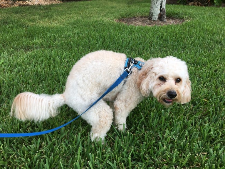 Leo, a Cavapoo tested with EmbarkVet.com