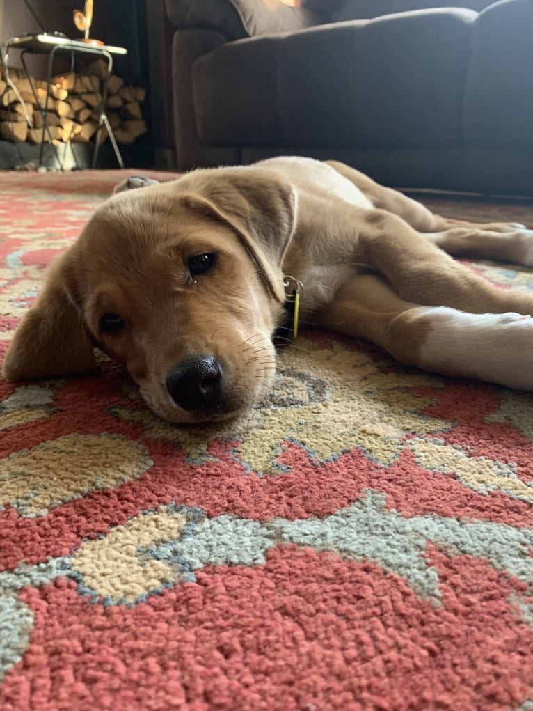 Elle, a Great Pyrenees and Labrador Retriever mix tested with EmbarkVet.com