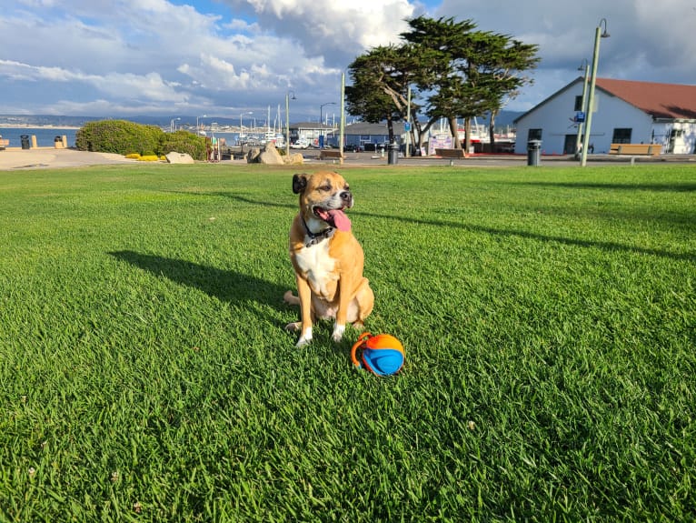 Kiah, an Australian Shepherd and Boxer mix tested with EmbarkVet.com