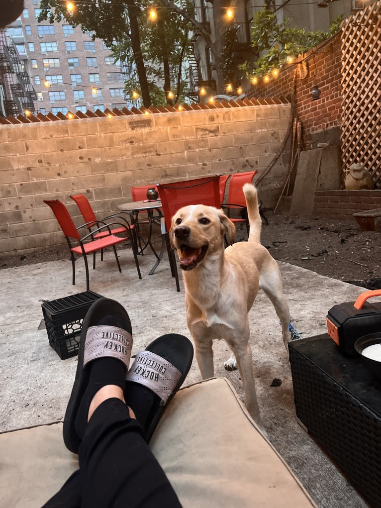 Buzz, a Labrador Retriever and Siberian Husky mix tested with EmbarkVet.com
