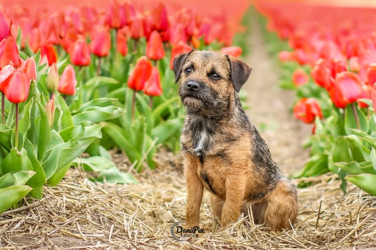 Vesper, a Border Terrier tested with EmbarkVet.com
