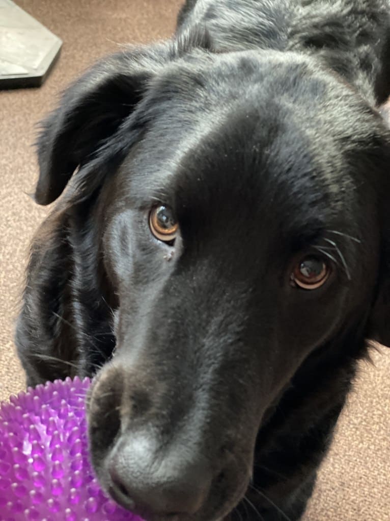 Care Bear Ross, a Labrador Retriever and Australian Cattle Dog mix tested with EmbarkVet.com