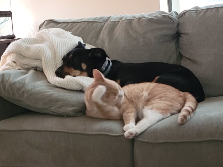 Fenrir, a Chihuahua and Rottweiler mix tested with EmbarkVet.com