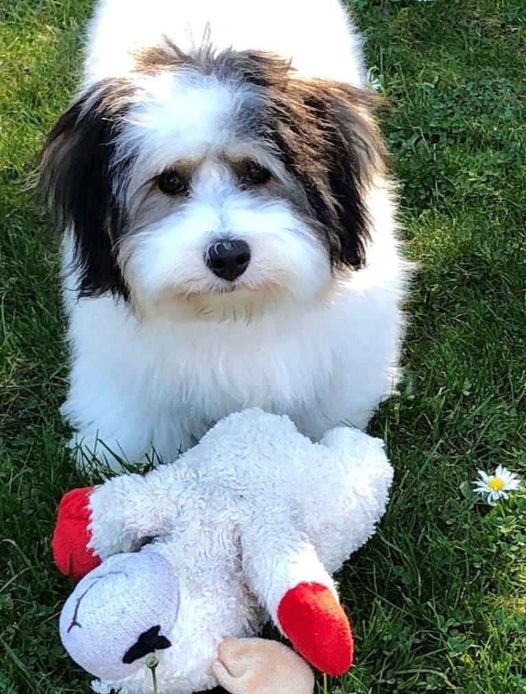 Wesley, a Coton de Tulear tested with EmbarkVet.com