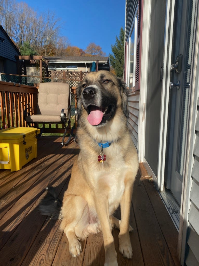 Maverick, a Great Pyrenees and Anatolian Shepherd Dog mix tested with EmbarkVet.com